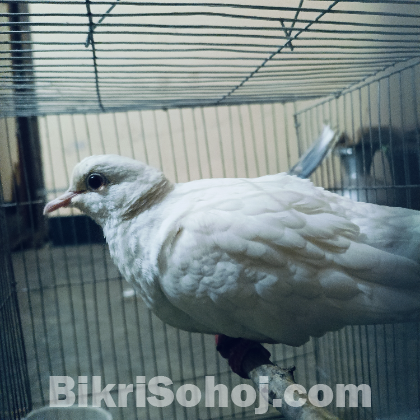 অস্ট্রেলিয়ান ঘুঘু